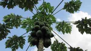 Jamu Daun Pepaya
