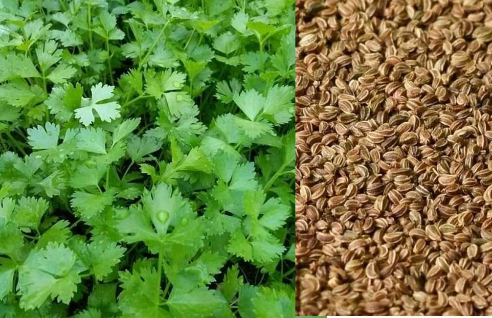 rahasia Jamu biji seledri