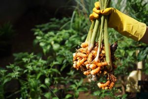 10 tanaman obat