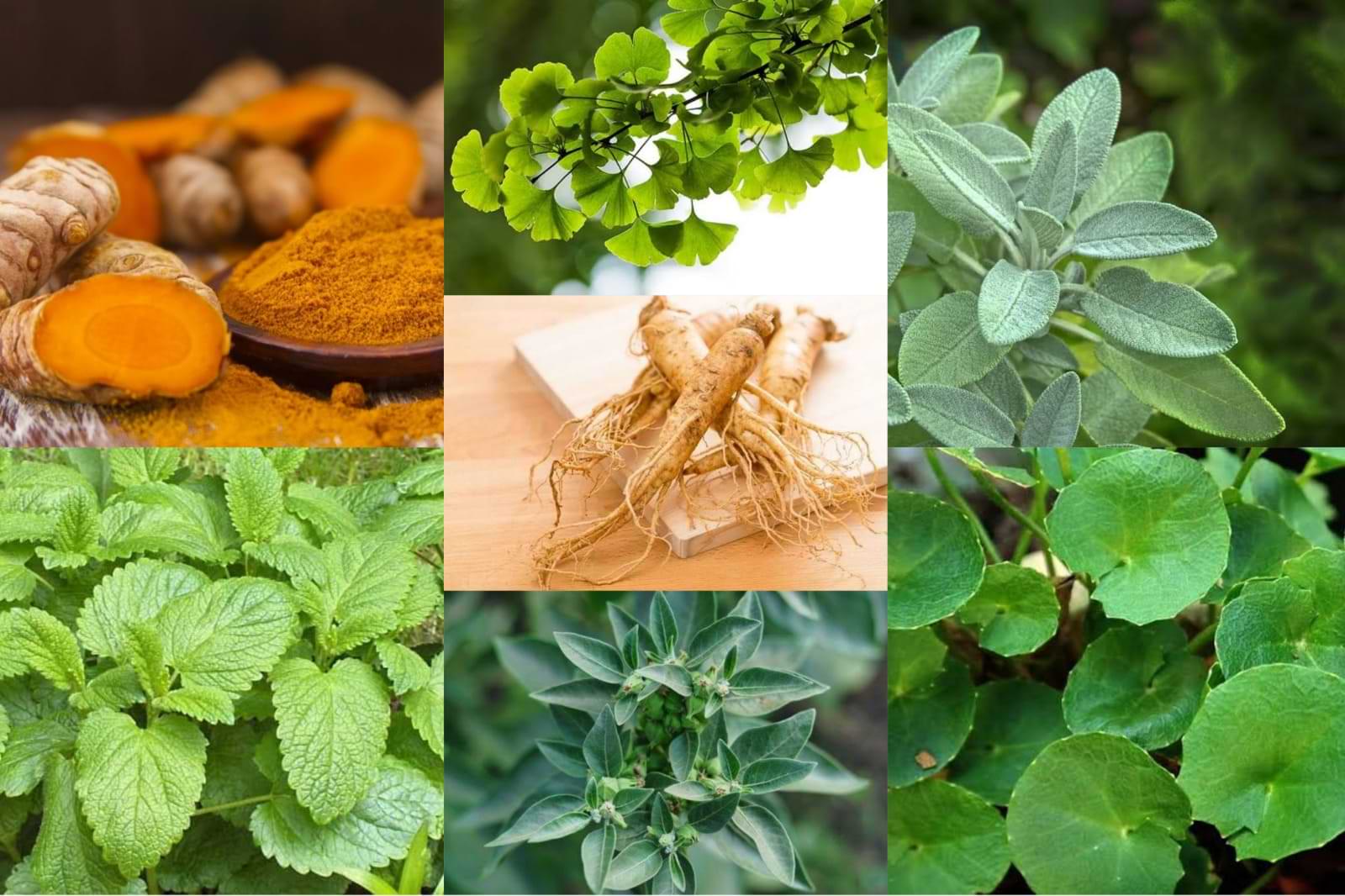 Jamu untuk vitamin