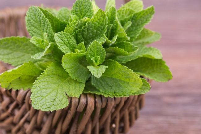 Manfaat Daun Mint (Mentha piperita)