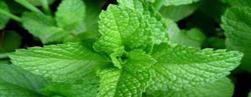 Manfaat Daun Mint (Mentha piperita)