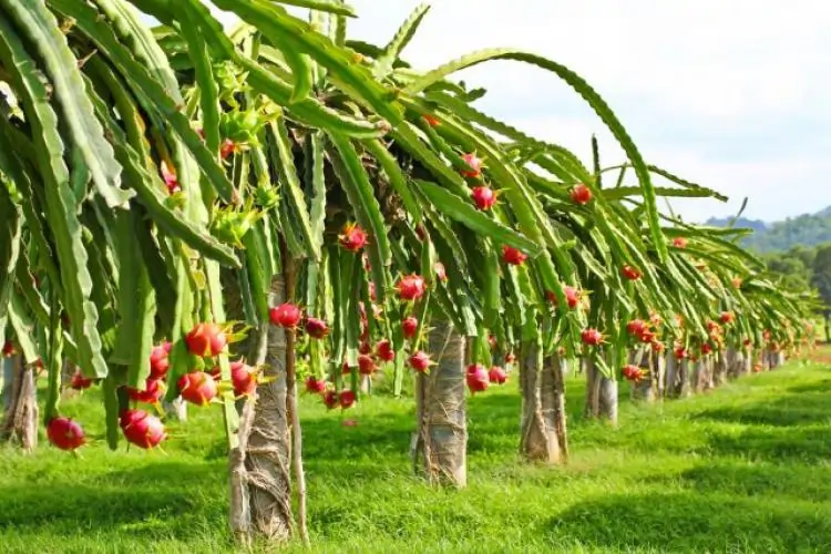 manfaat buah naga